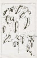 Buchoz Herbier 1783 Convolvulus Loevis - Panteek Antique Prints