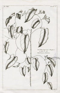 Buchoz Herbier 1783 Convolvulus Loevis - Panteek Antique Prints