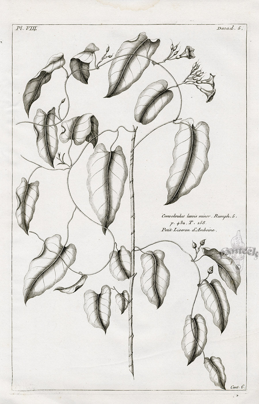 Buchoz Herbier 1783 Convolvulus Loevis