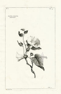 Buchoz Herbier 1783 Convolvulus Sepium - Panteek Antique Prints