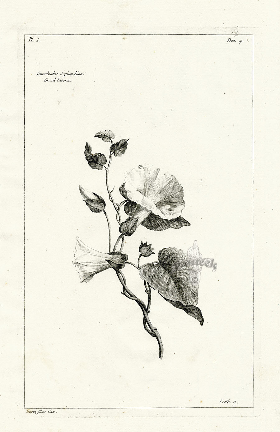 Buchoz Herbier 1783 Convolvulus Sepium