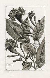 Buchoz Herbier 1783 Copianthes Indica - Panteek Antique Prints