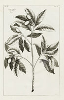 Buchoz Herbier 1783 Corius, Kore - Panteek Antique Prints