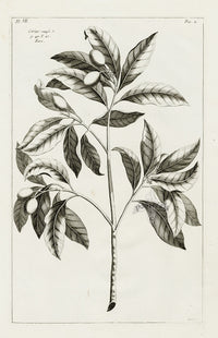 Buchoz Herbier 1783 Corius, Kore - Panteek Antique Prints