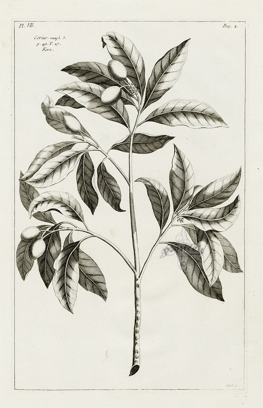 Buchoz Herbier 1783 Corius, Kore