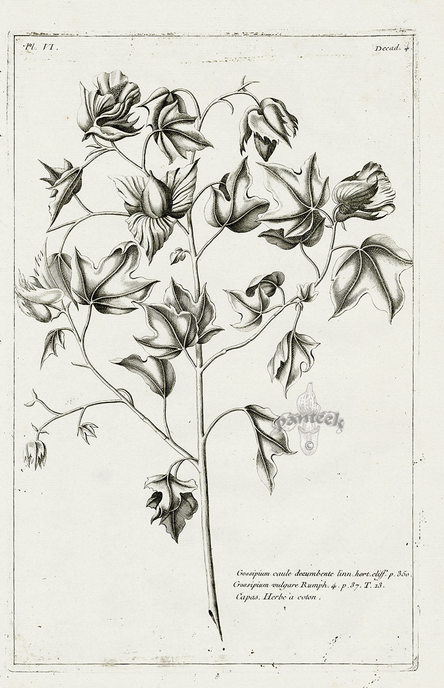 Buchoz Herbier 1783 Cotton