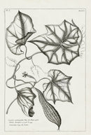 Buchoz Herbier 1783 Cucumis Acutangulus - Panteek Antique Prints