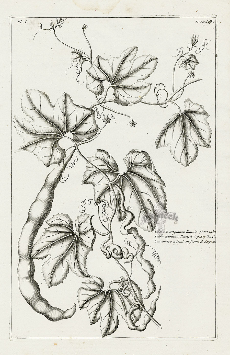 Buchoz Herbier 1783 Cucumis Anguinus