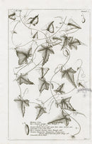 Buchoz Herbier 1783 Cucumis Murinus - Panteek Antique Prints