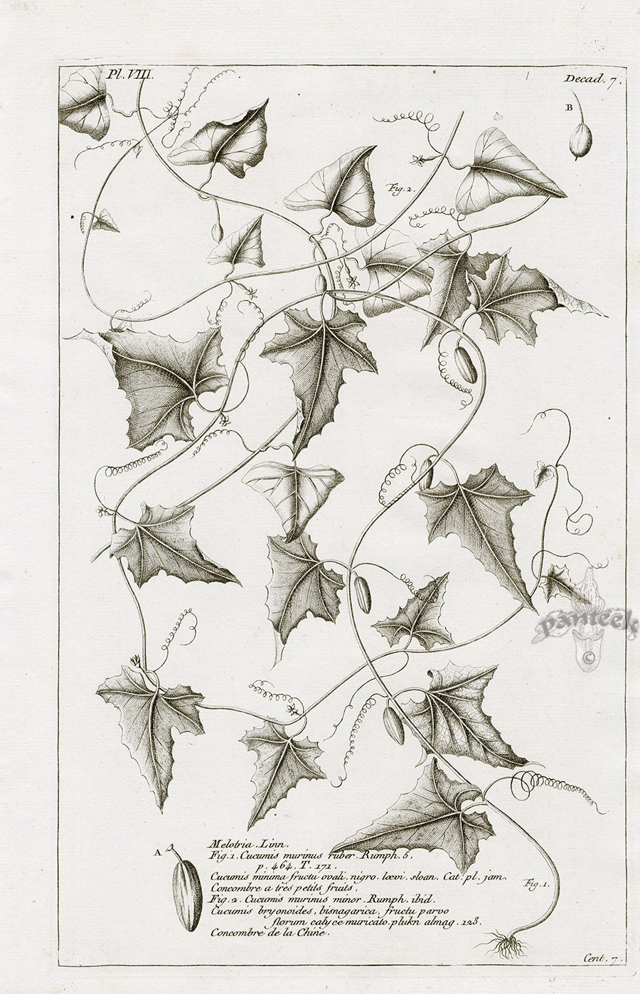 Buchoz Herbier 1783 Cucumis Murinus