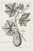 Buchoz Herbier 1783 Cucurbita Pepo - Panteek Antique Prints