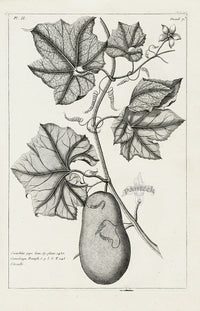 Buchoz Herbier 1783 Cucurbita Pepo - Panteek Antique Prints