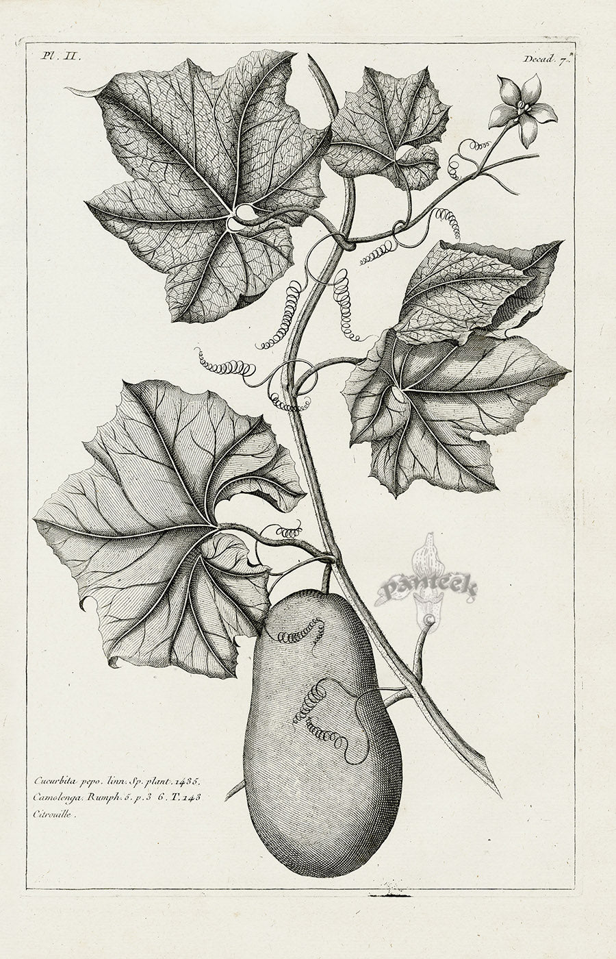 Buchoz Herbier 1783 Cucurbita Pepo