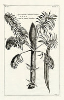 Buchoz Herbier 1783 Cycoe Arbuscula - Panteek Antique Prints