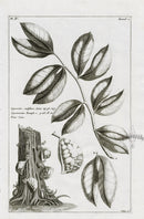 Buchoz Herbier 1783 Cynometra Cauliflora - Panteek Antique Prints