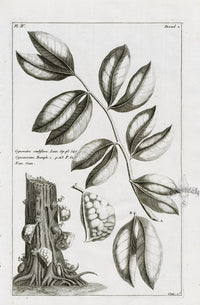 Buchoz Herbier 1783 Cynometra Cauliflora - Panteek Antique Prints