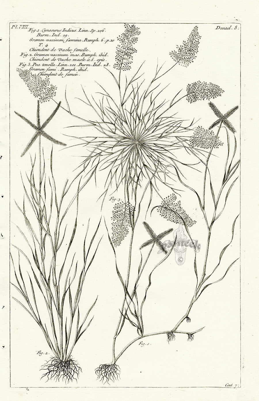 Buchoz Herbier 1783 Cynosurus Indicus