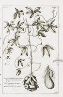 Buchoz Herbier 1783 Dioscorea Pentaphylla - Panteek Antique Prints