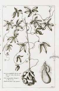 Buchoz Herbier 1783 Dioscorea Pentaphylla - Panteek Antique Prints