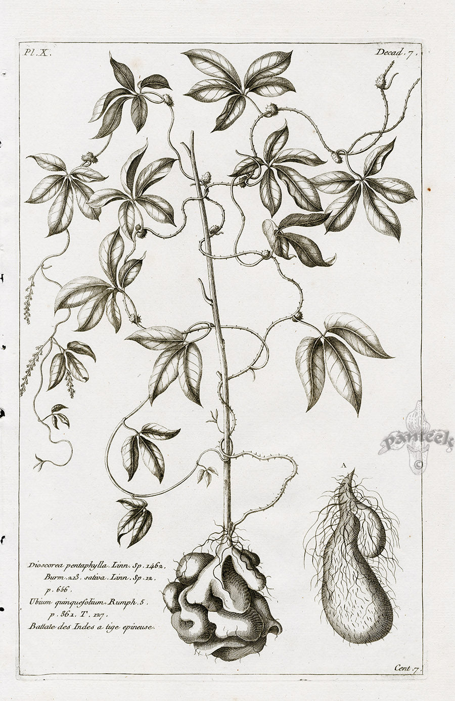 Buchoz Herbier 1783 Dioscorea Pentaphylla