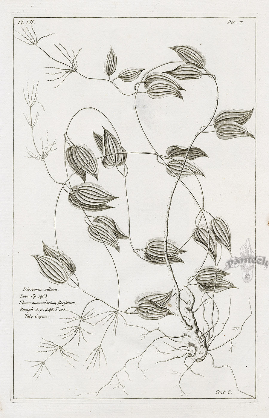 Buchoz Herbier 1783 Dioscorea Villosa