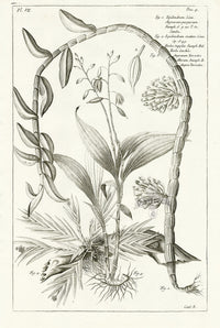 Buchoz Herbier 1783 Epidendrum - Panteek Antique Prints