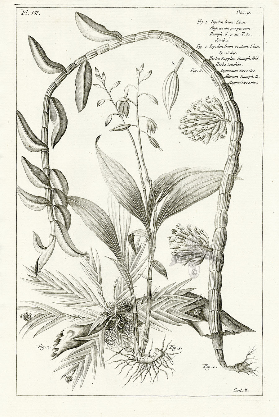 Buchoz Herbier 1783 Epidendrum