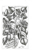 Buchoz Herbier 1783 Erythrina - Panteek Antique Prints