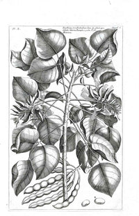 Buchoz Herbier 1783 Erythrina - Panteek Antique Prints