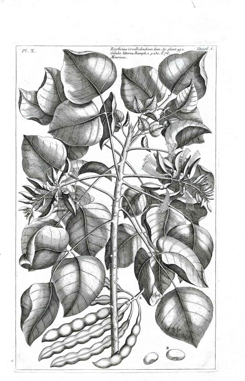 Buchoz Herbier 1783 Erythrina