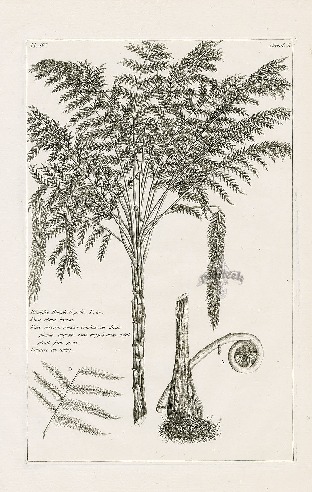Buchoz Herbier 1783 Filix Arborea