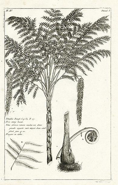 Buchoz Herbier 1783 Filix Arborea Ramosa