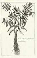 Buchoz Herbier 1783 Filix Esculenta - Panteek Antique Prints