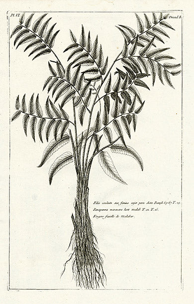 Buchoz Herbier 1783 Filix Esculenta