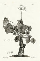 Buchoz Herbier 1783 Geranium Umbellicatum - Panteek Antique Prints
