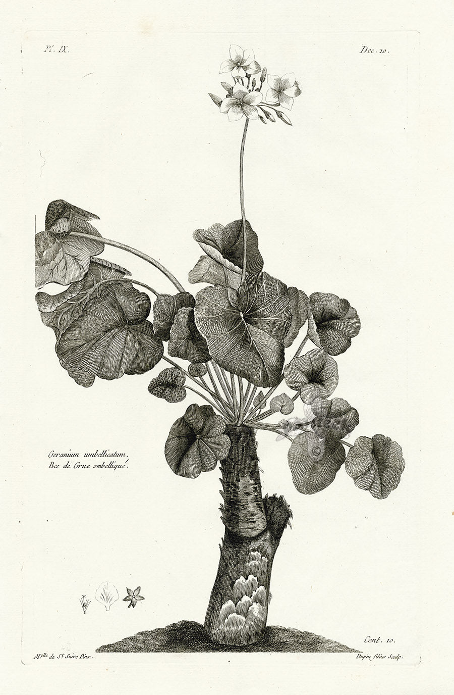 Buchoz Herbier 1783 Geranium Umbellicatum
