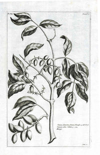 Buchoz Herbier 1783 Gnemon - Panteek Antique Prints