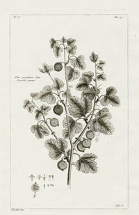 Buchoz Herbier 1783 Gooseberry - Panteek Antique Prints