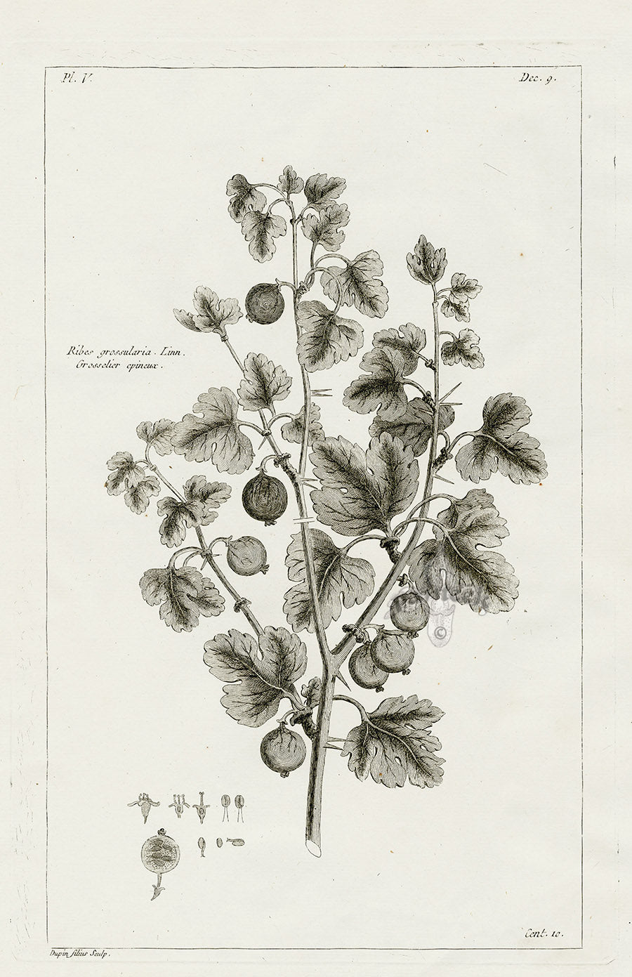 Buchoz Herbier 1783 Gooseberry