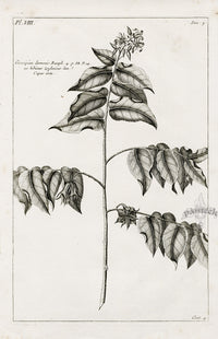 Buchoz Herbier 1783 Gossipium Daemonis - Panteek Antique Prints
