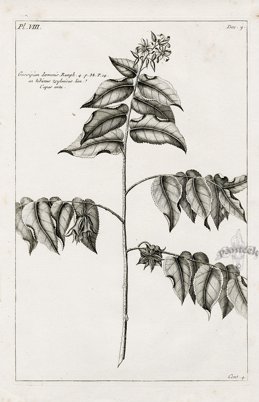 Buchoz Herbier 1783 Gossipium Daemonis