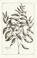 Buchoz Herbier 1783 Ichthyoctonos Litorea - Panteek Antique Prints