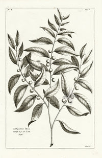 Buchoz Herbier 1783 Ichthyoctonos Litorea - Panteek Antique Prints