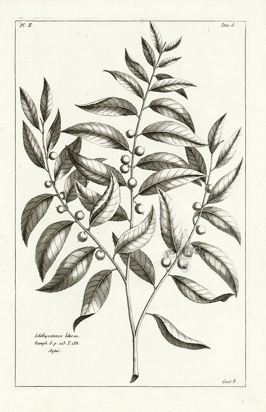 Buchoz Herbier 1783 Ichthyoctonos Litorea