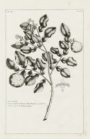 Buchoz Herbier 1783 Lemon - Panteek Antique Prints
