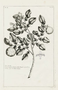 Buchoz Herbier 1783 Lemon - Panteek Antique Prints