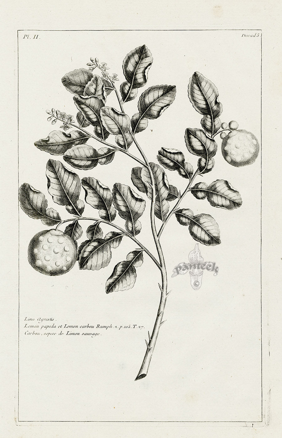 Buchoz Herbier 1783 Lemon