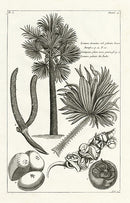 Buchoz Herbier 1783 Lontarus Domestica - Panteek Antique Prints