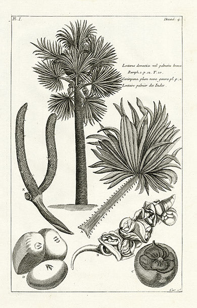 Buchoz Herbier 1783 Lontarus Domestica