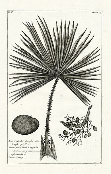 Buchoz Herbier 1783 Lontarus Sylvestris 111